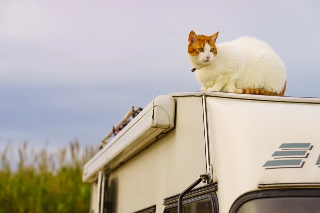 rving with cats